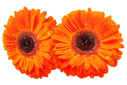 Gerber的花
