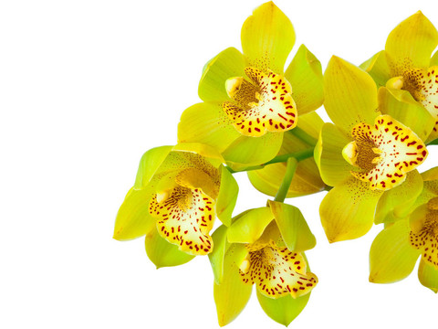 蘭花