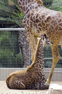 長頸鹿媽媽和媽媽在動物園