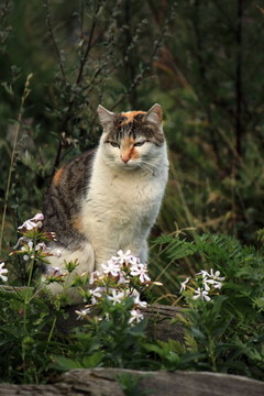 野生貓和花