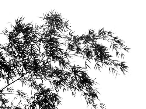 樹枝在微風(fēng)中搖曳