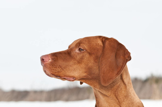 關閉維茲拉犬（匈牙利指針）冬季的肖像