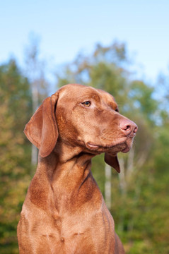 維茲拉犬狗的肖像在秋天