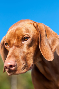 一個(gè)凝視獵犬狗特寫