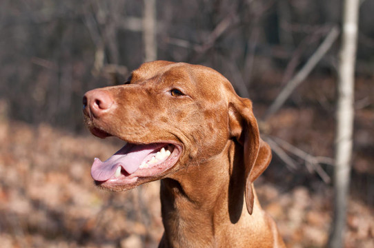 幸福的期待維茲拉犬狗在樹林里的秋天