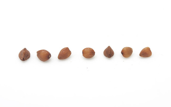 白色背景上的蕎麥。關(guān)閉