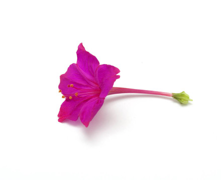 紅色的花