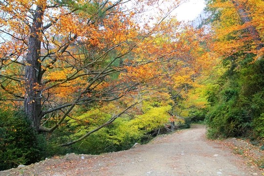 秋天秋天彩色金黃樹(shù)葉山毛櫸森林
