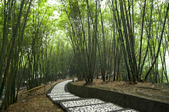 浣花溪公園竹林