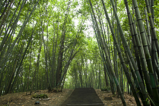 成都浣花溪公園