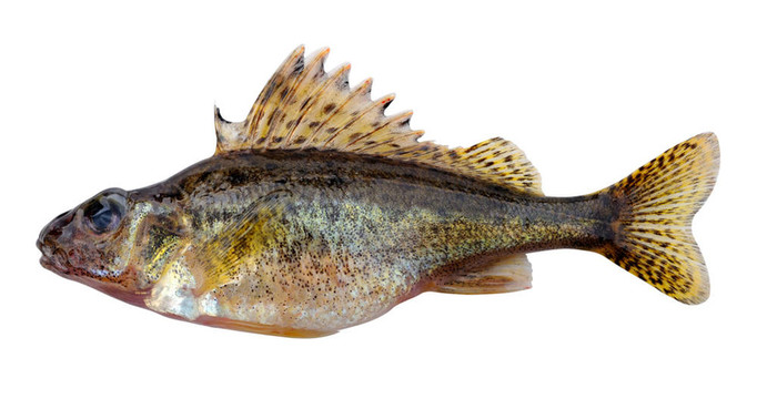 歐亞梅花鱸（Gymnocephalus cernuus）
