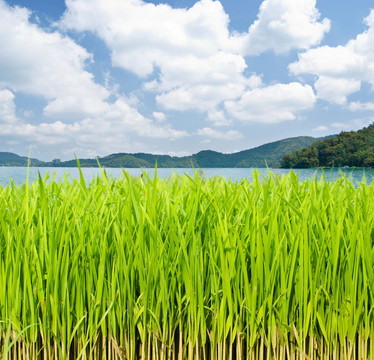湖前草原