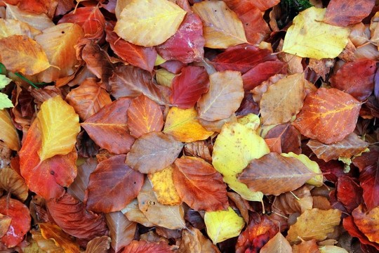 秋天山毛櫸森林紅葉黃金色地板