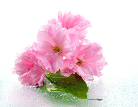 盛開(kāi)的杏花