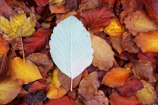 秋天山毛櫸森林紅葉黃金色地板