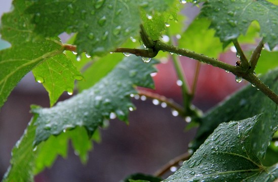 水珠