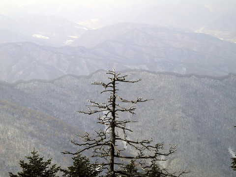 高山枯枝