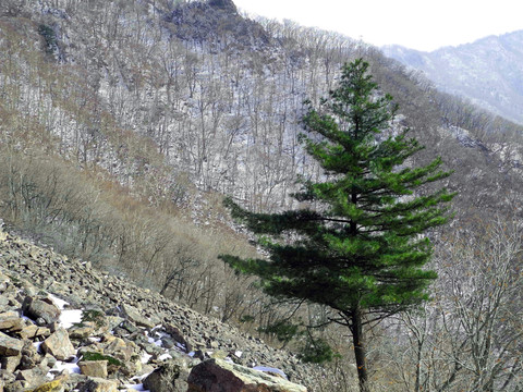 一樹(shù)獨(dú)綠