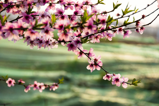 桃花