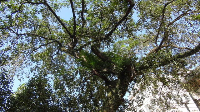 大樹