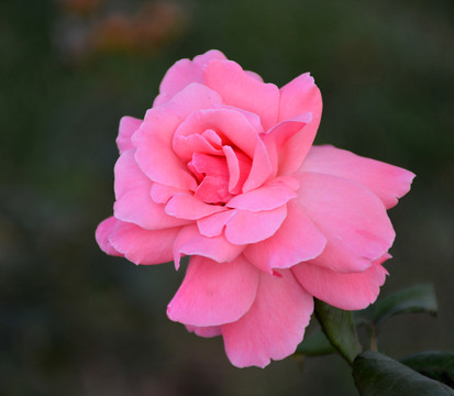 月季花