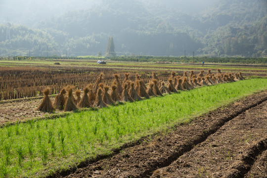 農(nóng)田