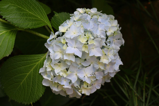 繡球花