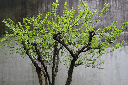 新芽