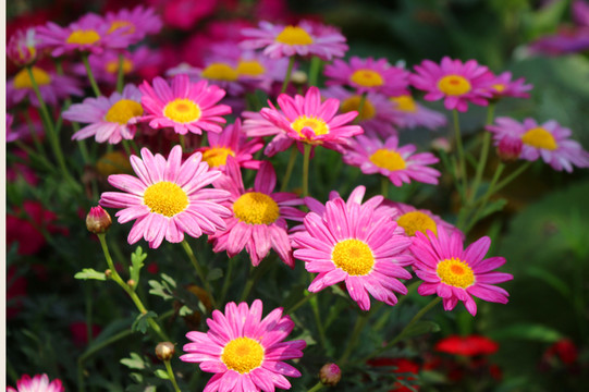 雛菊