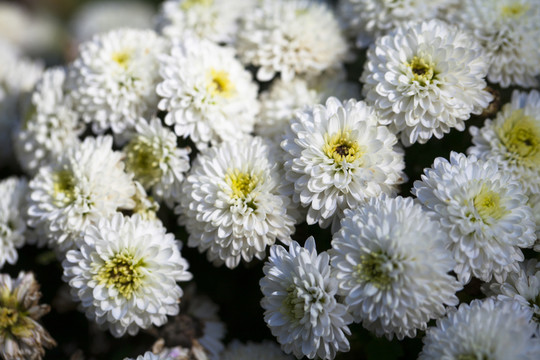 菊花