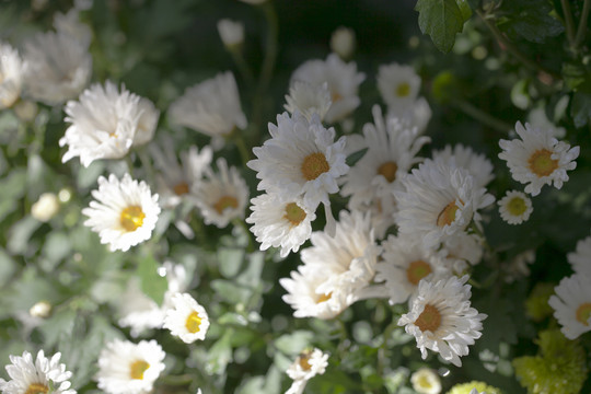 菊花