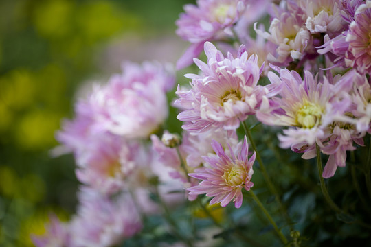 菊花