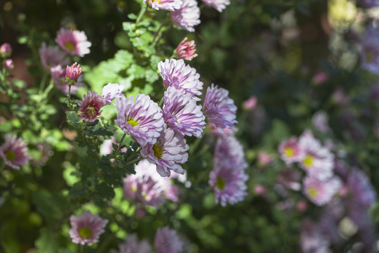 菊花