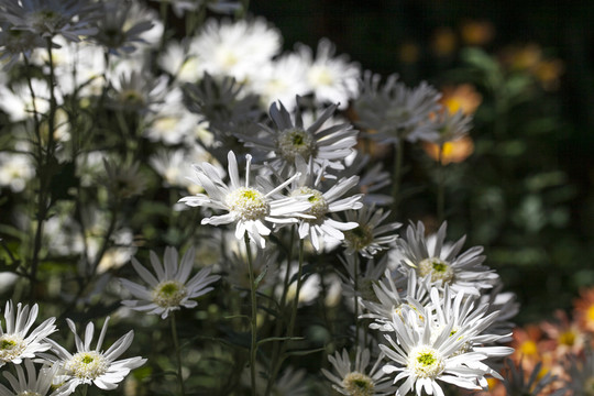 菊花