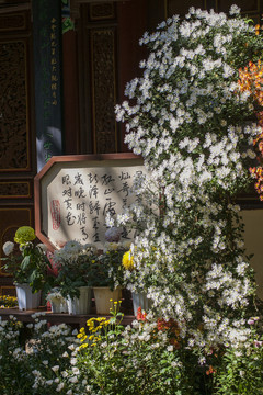菊展