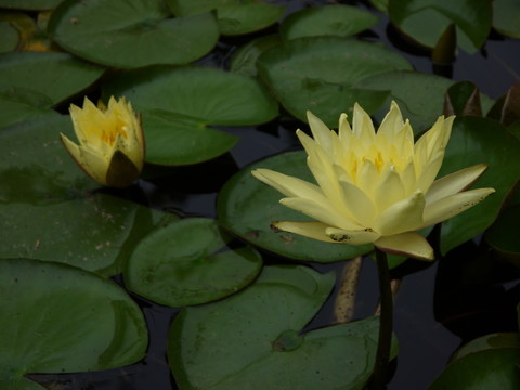 蓮花