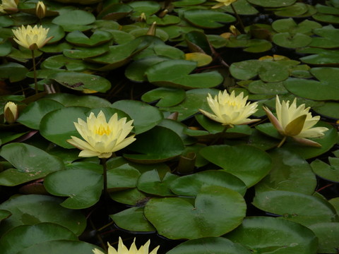 蓮花