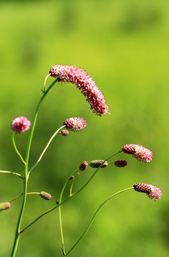 紫花地榆
