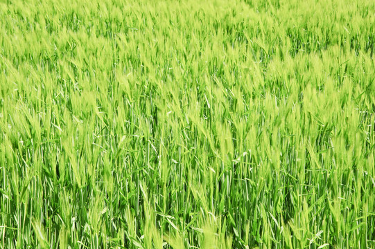 以單棵橡樹(shù)和藍(lán)天背景為背景的農(nóng)業(yè)種植玉米的美麗形象