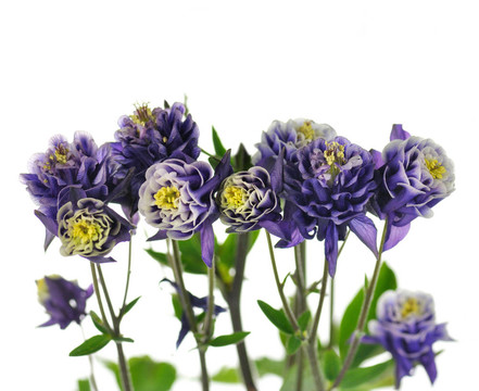 耬斗花
