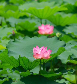 蓮花