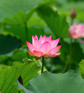 蓮花