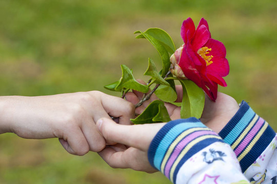 孩子们把鲜花作为友谊和爱的象征