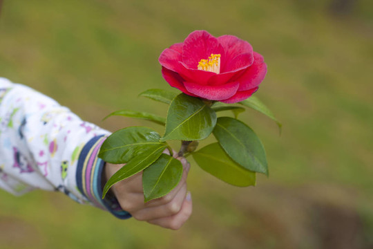 孩子們把鮮花作為友誼和愛的象征