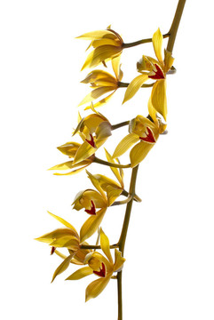鮮亮黃蘭花