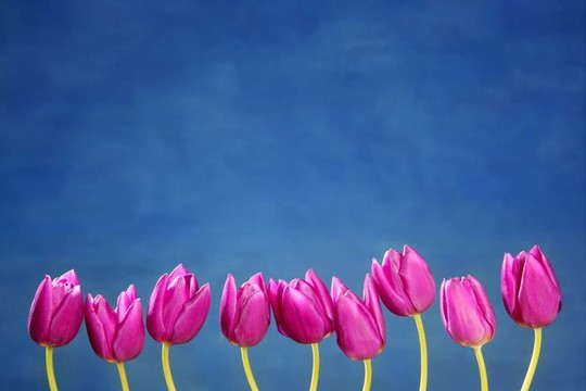 粉紅色郁金香花排成一排排列