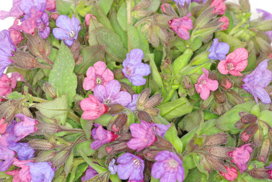 紫羅蘭花