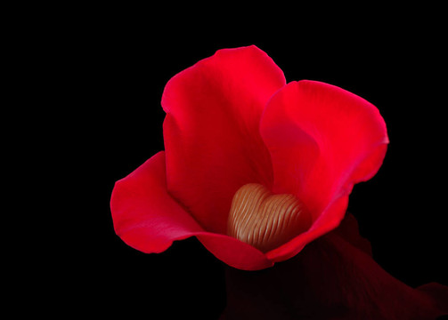 心形牛奶巧克力包圍紅玫瑰花瓣和黑色拍攝（選擇性重點(diǎn)；重點(diǎn)巧克力）