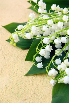 可愛(ài)的一束百合花