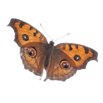 孔雀三色堇蝴蝶飛；Junonia almana